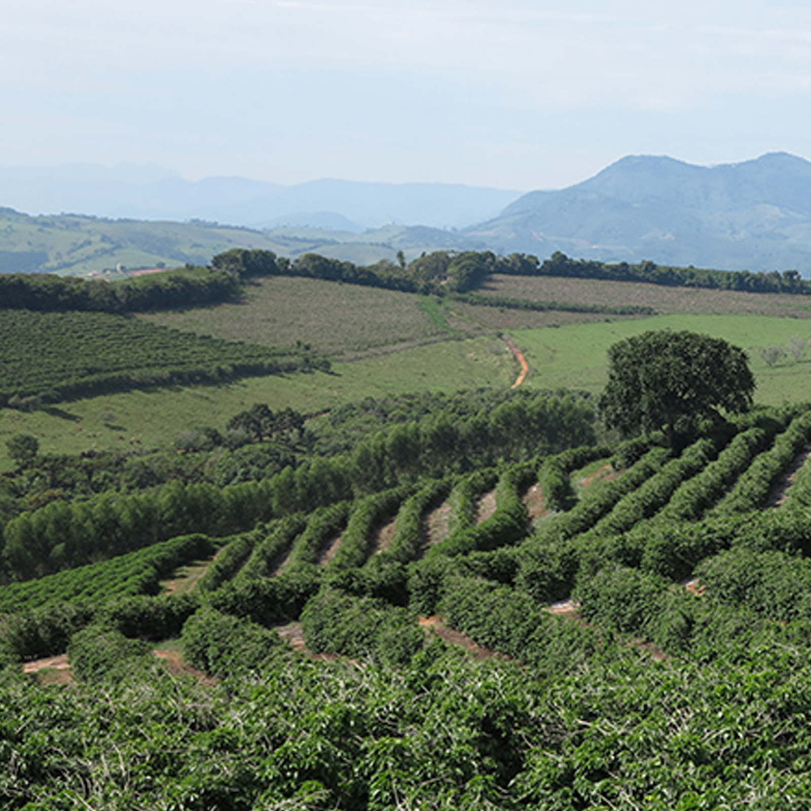 Fazenda Capim Seco